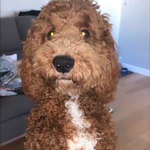 Meet your Posher, Michael